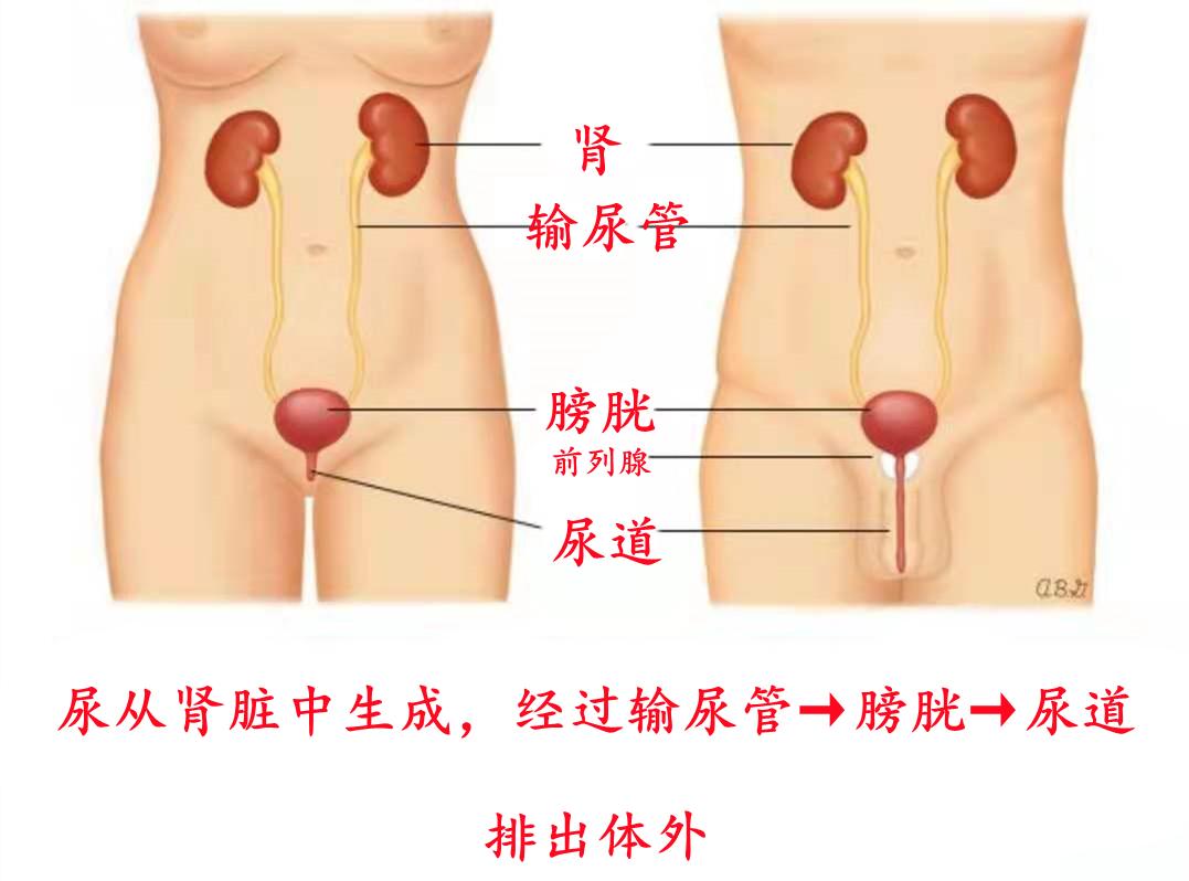 咖啡结石能喝吗_咖啡结石_咖啡结石能不能喝